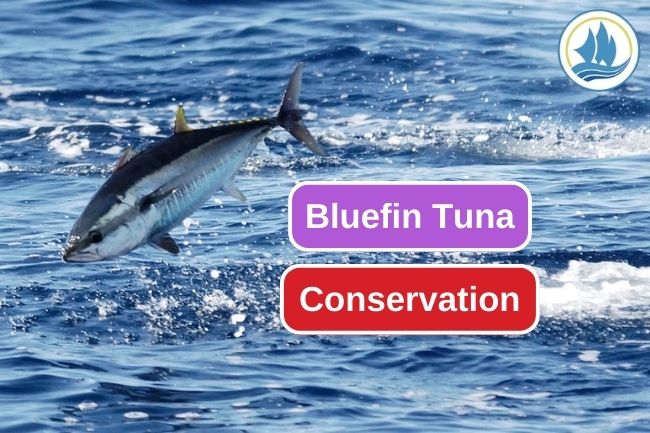 Supporting Bluefin Tuna Conservation